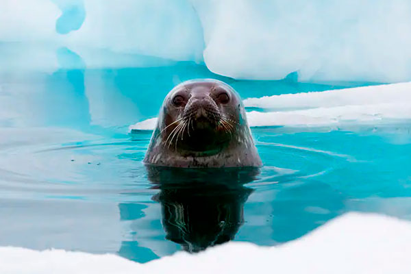 Whale watching in Antarctica from the Norwegian Star