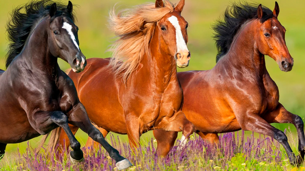 5 Embark on a unique tour into the heart of gaucho culture with a day tour to a traditional ranch.